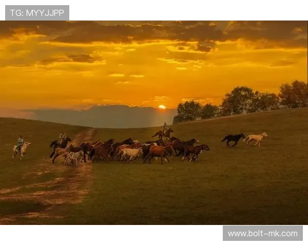 布基纳法索骏马驰骋草原，展现非洲速度与激情